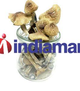 Ecuadorian-Tri-Colour-Cubensis-scaled-9-265x300-1.jpeg